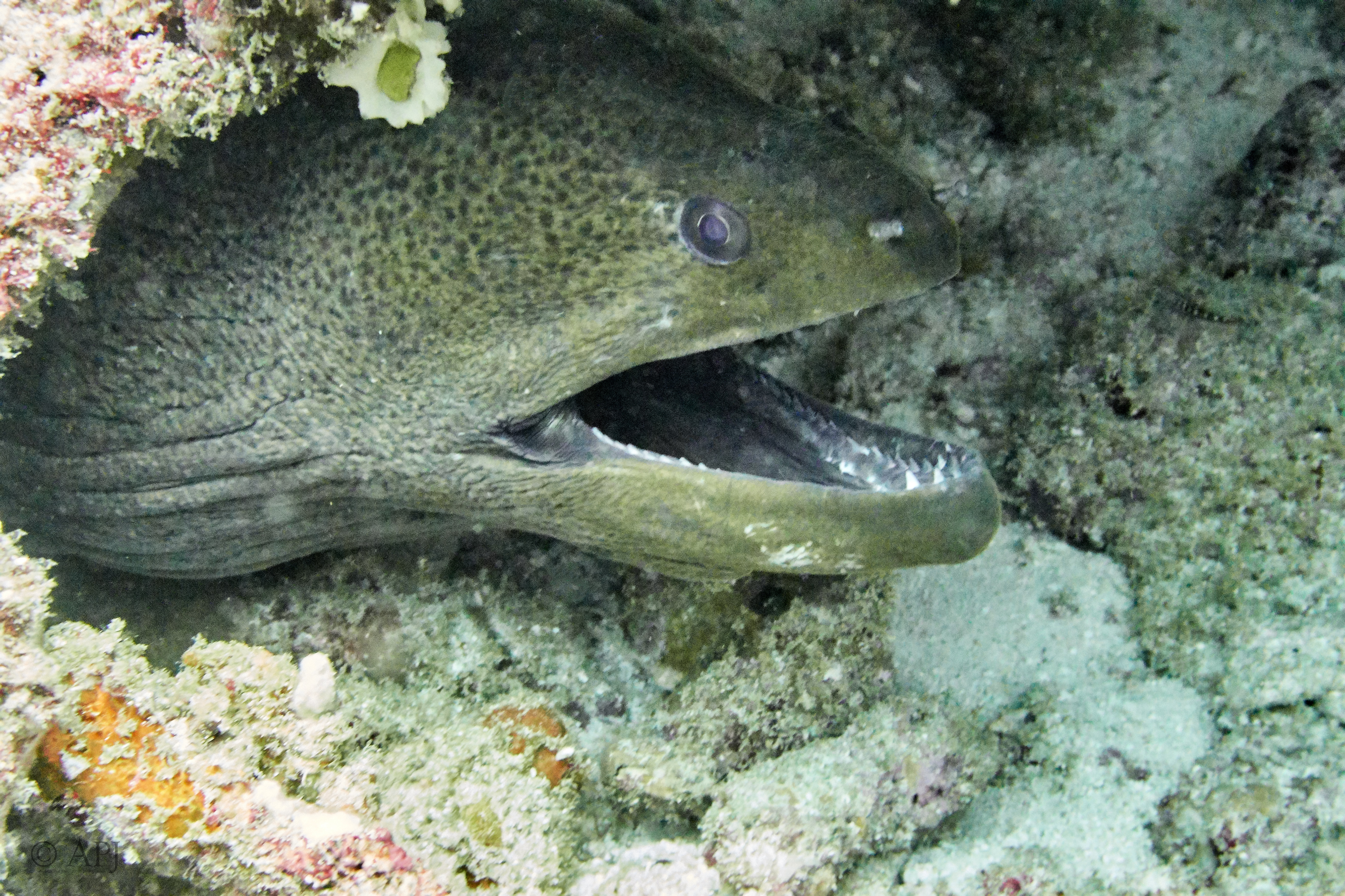 000776 15 08 17  Canon PowerShot G7 X Mark II   Malediven2017